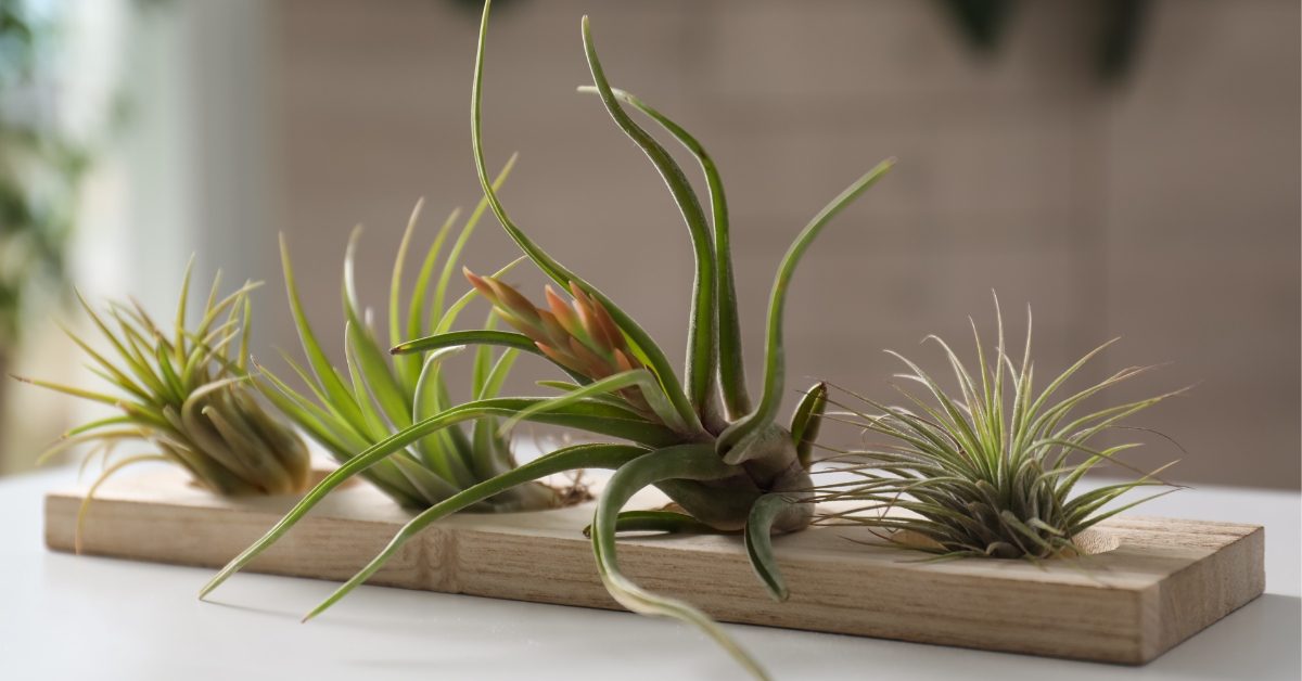 Tillandsia : ces mystérieuses plantes -presque- sans racine Tillandsia : ces mystérieuses plantes -presque- sans racine