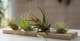 Tillandsia : ces mystérieuses plantes -presque- sans racine Tillandsia : ces mystérieuses plantes -presque- sans racine