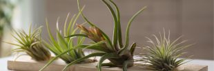 Tillandsia : ces mystérieuses plantes -presque- sans racine