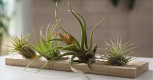 Tillandsia : ces mystérieuses plantes -presque- sans racine Tillandsia : ces mystérieuses plantes -presque- sans racine