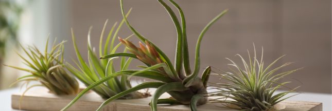tillandsia