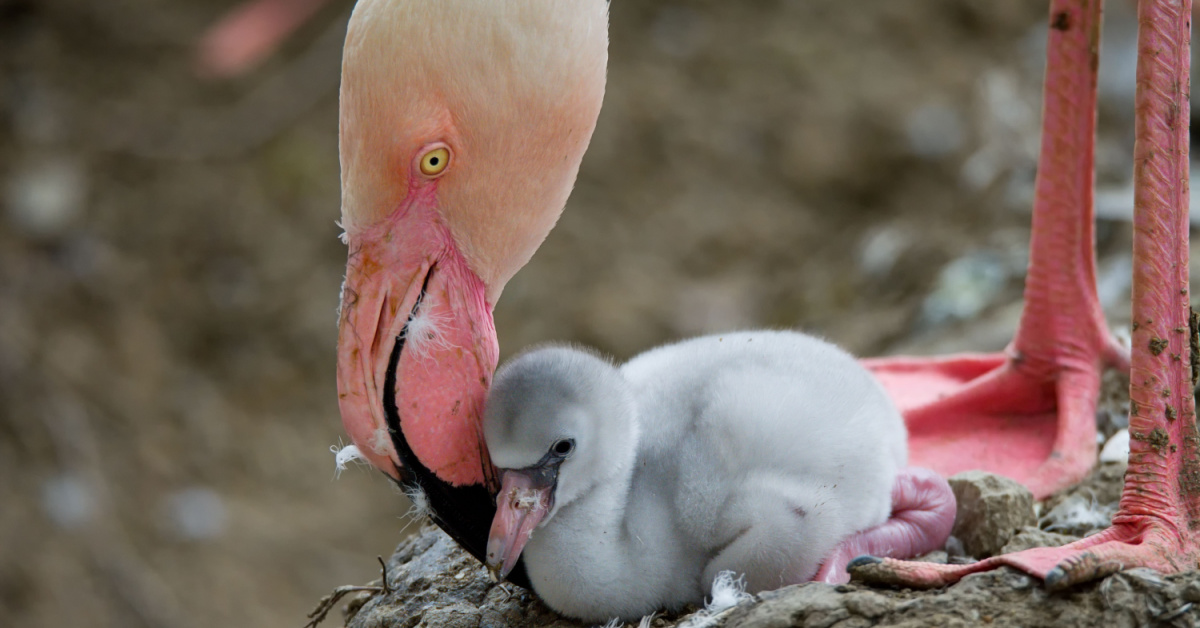 Et si vous offriez un flamant rose à Noël ? Et si vous offriez un flamant rose à Noël ?