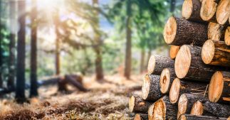 Bois de chauffage gratuit : cette astuce vieille du Moyen-âge Bois de chauffage gratuit : cette astuce vieille du Moyen-âge