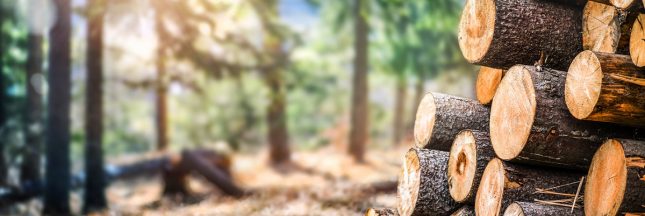 Bois de chauffage gratuit : cette astuce vieille du Moyen-âge Bois de chauffage gratuit : cette astuce vieille du Moyen-âge