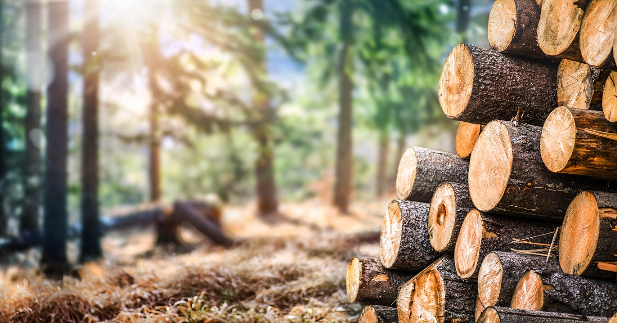 Bois de chauffage gratuit : cette astuce vieille du Moyen-âge Bois de chauffage gratuit : cette astuce vieille du Moyen-âge