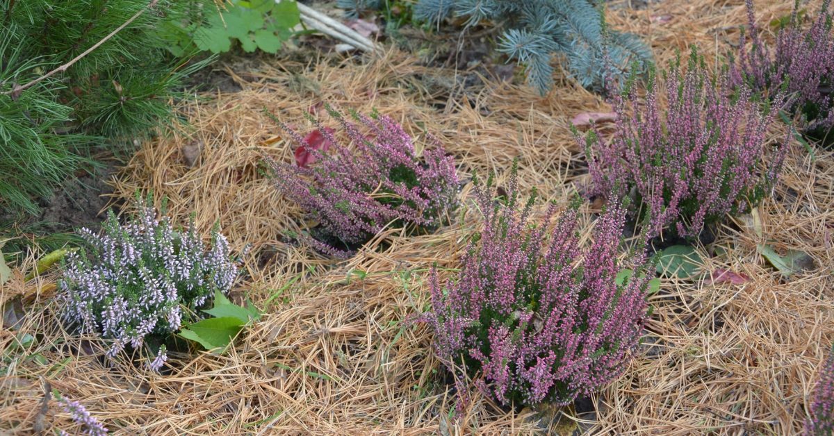 Protégez votre jardin du froid hivernal : Bien choisir son paillis végétal