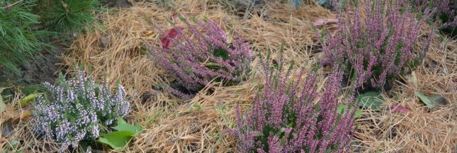 choix du paillis végétal en hiver