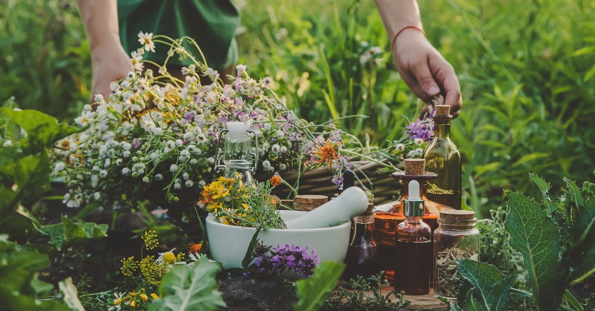 La puissance apaisante de la nature :  3 plantes apaisantes et antistress à découvrir