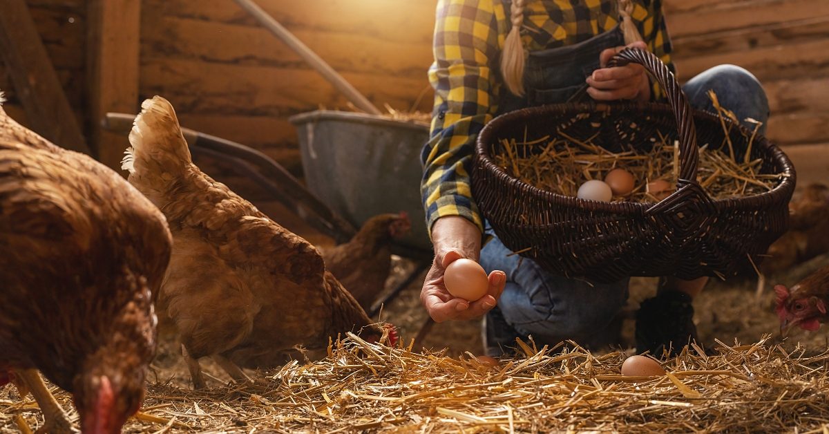 Pourquoi les poules arrêtent-elles de pondre ?