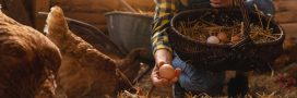 Pourquoi les poules arrêtent-elles de pondre ? Pourquoi les poules arrêtent-elles de pondre ?