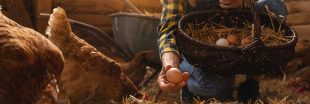 Pourquoi les poules arrêtent-elles de pondre ? Pourquoi les poules arrêtent-elles de pondre ?