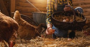 Pourquoi les poules arrêtent-elles de pondre ? Pourquoi les poules arrêtent-elles de pondre ?