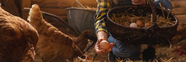 Pourquoi les poules arrêtent-elles de pondre ? Pourquoi les poules arrêtent-elles de pondre ?