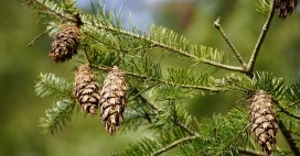 Les aiguilles de pin au jardin : des alliées méconnues aux multiples usages