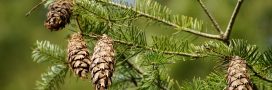 Les aiguilles de pin au jardin : des alliées méconnues aux multiples usages