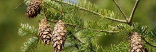Les aiguilles de pin au jardin : des alliées méconnues aux multiples usages Les aiguilles de pin au jardin : des alliées méconnues aux multiples usages