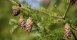 Les aiguilles de pin au jardin : des alliées méconnues aux multiples usages