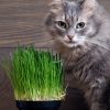 Pourquoi et comment utiliser l'herbe à chat