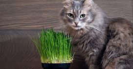 Pourquoi et comment utiliser l’herbe à chat Pourquoi et comment utiliser l’herbe à chat