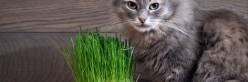 Pourquoi et comment utiliser l'herbe à chat