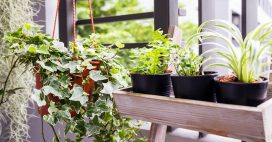 5 plantes qui absorbent l’humidité à la maison