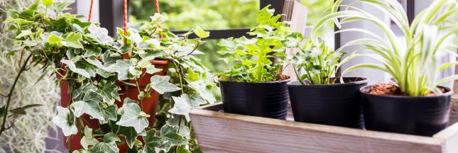5 plantes qui absorbent l’humidité à la maison