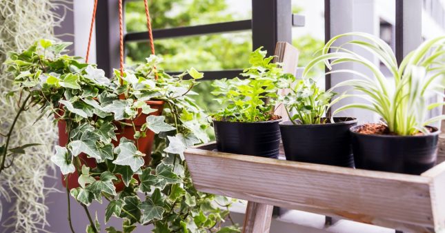5 plantes qui absorbent l’humidité à la maison