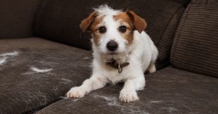 Chiens, chats... et des poils partout ? Ces astuces simples changent tout