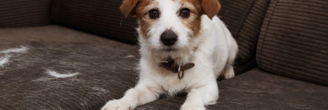 Comment enlever les poils d’animaux sur les tissus ?