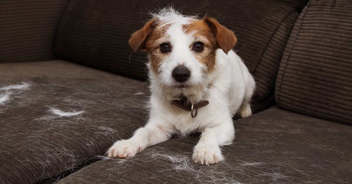Chiens, chats... et des poils partout ? Ces astuces simples changent tout Chiens, chats... et des poils partout ? Ces astuces simples changent tout