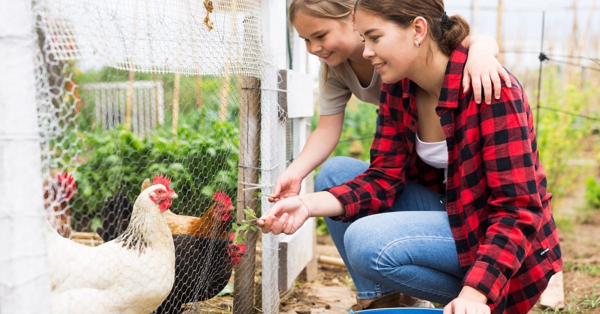 Poulailler à la maison : déclarez vos poules à la mairie sous peine d’amende !