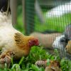 Poules et lapins ensemble : conseils pour une cohabitation sereine dans votre Jardin