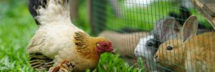 Poules et lapins ensemble : conseils pour une cohabitation sereine dans votre Jardin