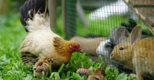 Poules et lapins ensemble : conseils pour une cohabitation sereine dans votre Jardin