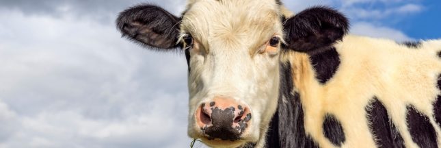 Cruauté à l’abattoir de Craon : L214 porte plainte