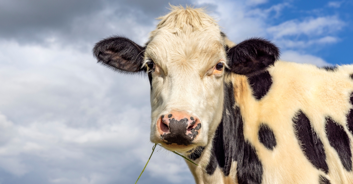 Maltraitance animale : L214 dévoile de nouvelles scènes d'horreur