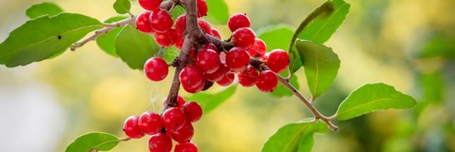 Qu'est-ce que Yaupon ?