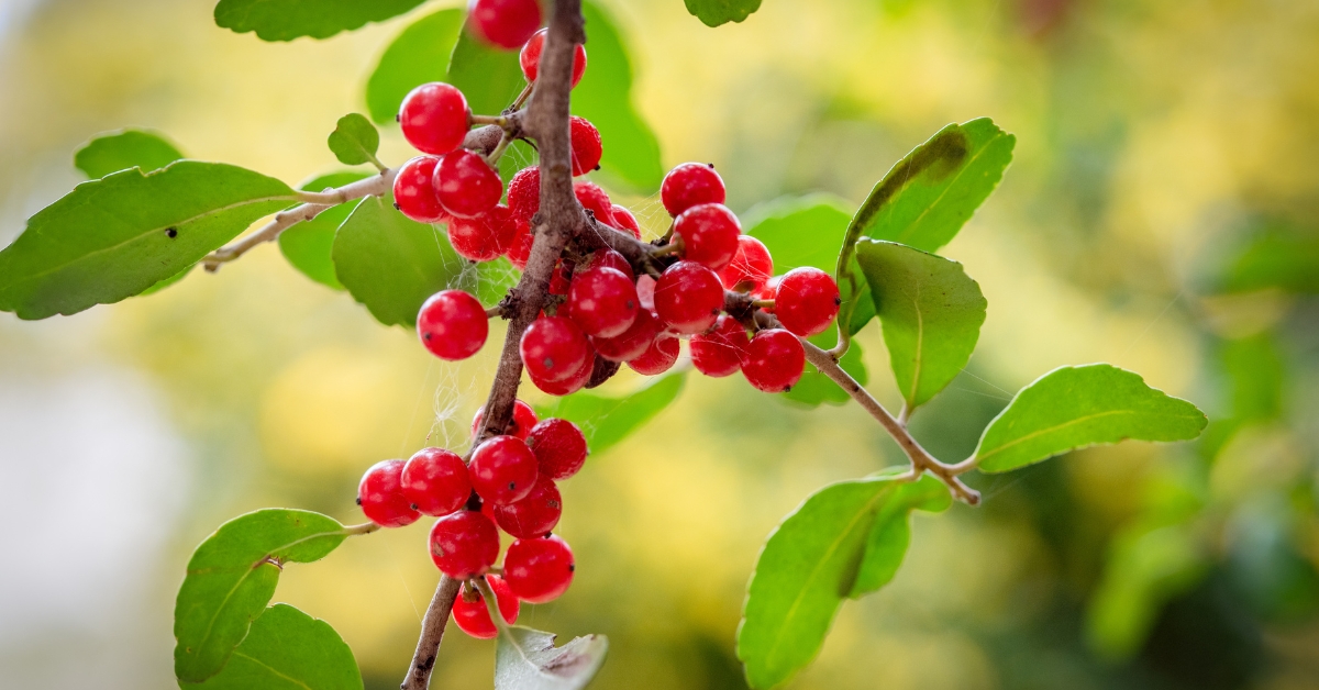 Le yaupon : riche en caféine mais sans l'amertume associée au café
