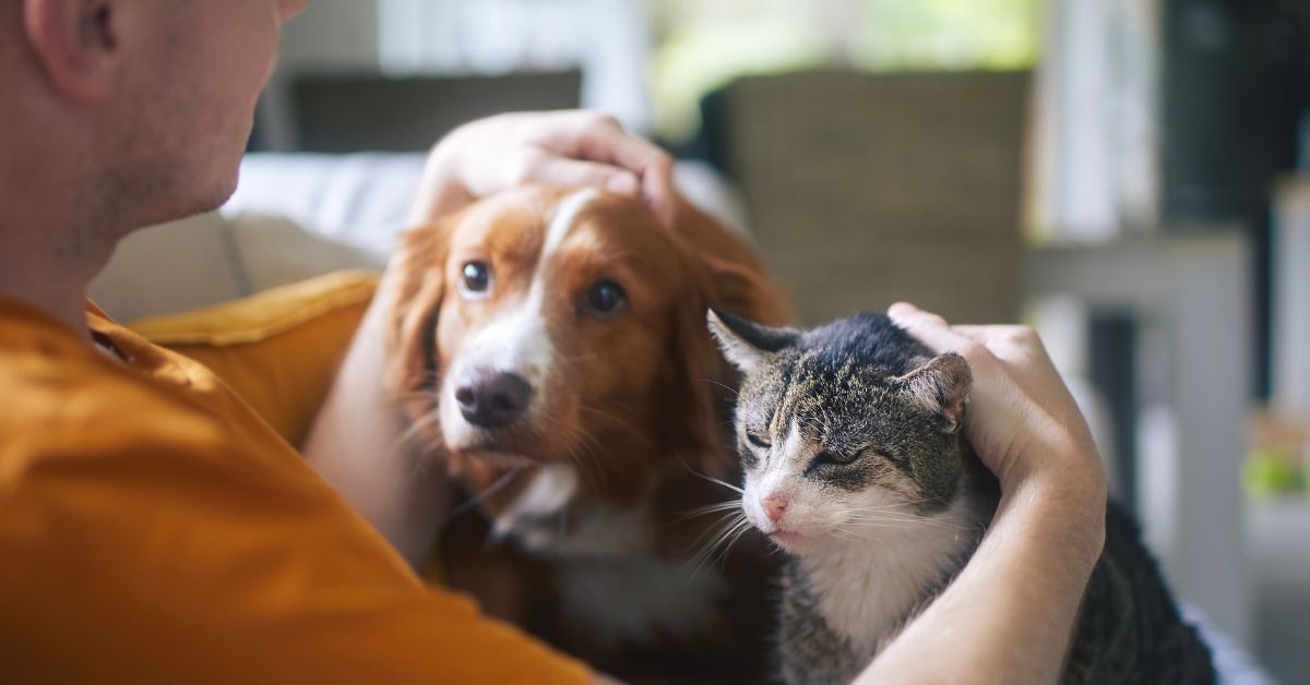 Animaux de compagnie : les Français y renoncent faute d'argent Animaux de compagnie : les Français y renoncent faute d'argent
