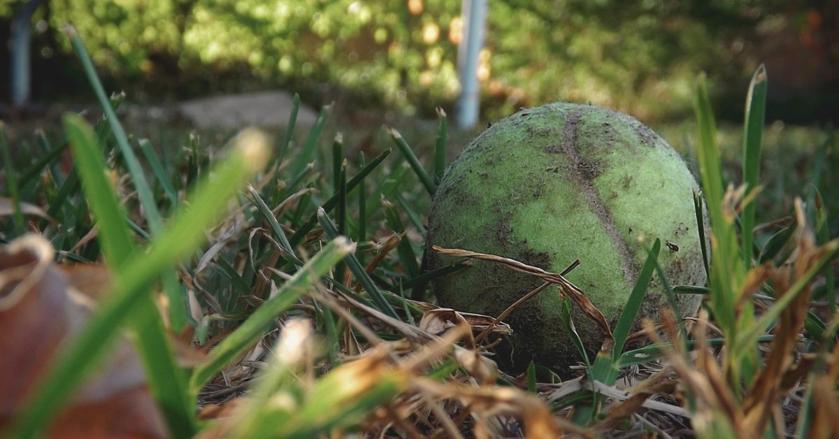 Les balles de tennis, des héroïnes méconnus pour les animaux en hiver 