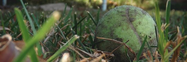 Hiver au jardin : pourquoi voit-on des balles de tennis ?