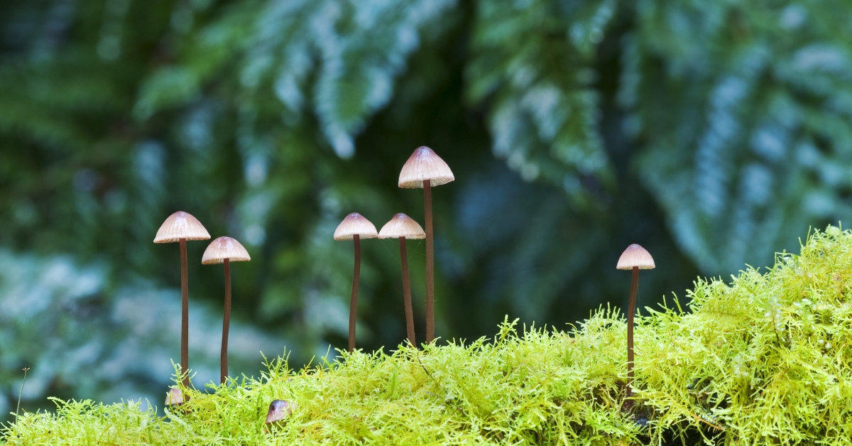 Du son pour faire pousser les champignons