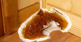 La mérule pleureuse : fléau de nos maisons !