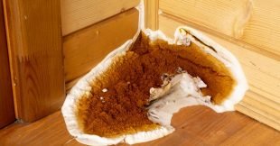 La mérule pleureuse : fléau de nos maisons ! La mérule pleureuse : fléau de nos maisons !