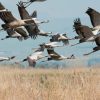 Oiseaux migrateurs : les secrets de leur tout premier voyage