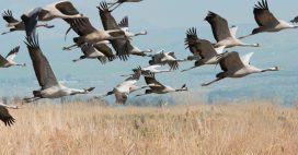 Oiseaux migrateurs : les secrets de leur tout premier voyage Oiseaux migrateurs : les secrets de leur tout premier voyage