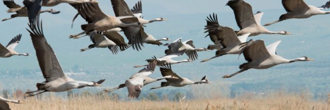 alerte sur l’avenir des animaux migrateurs