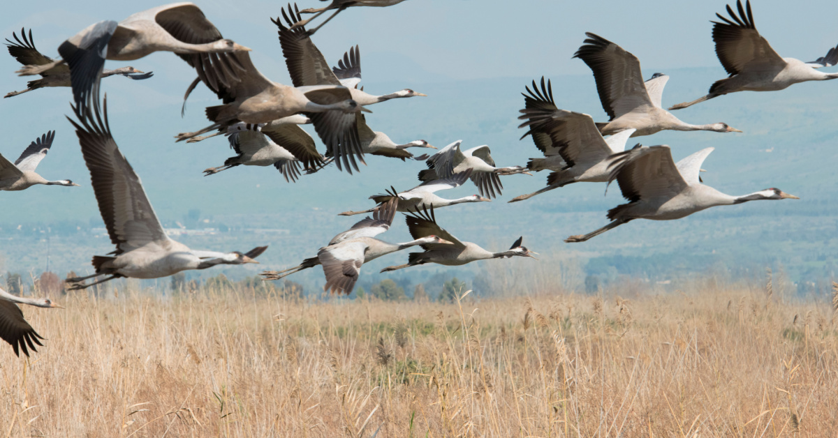 Alerte mondiale : le déclin dramatique des espèces migratrices selon l'ONU