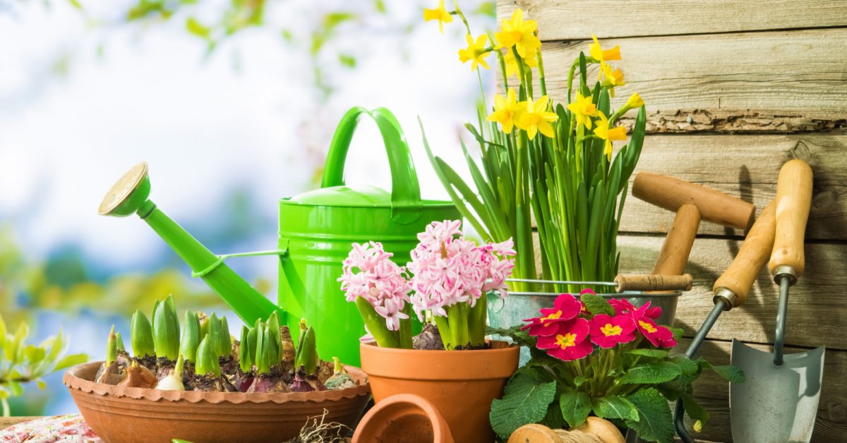 Quelles fleurs planter au jardin en février