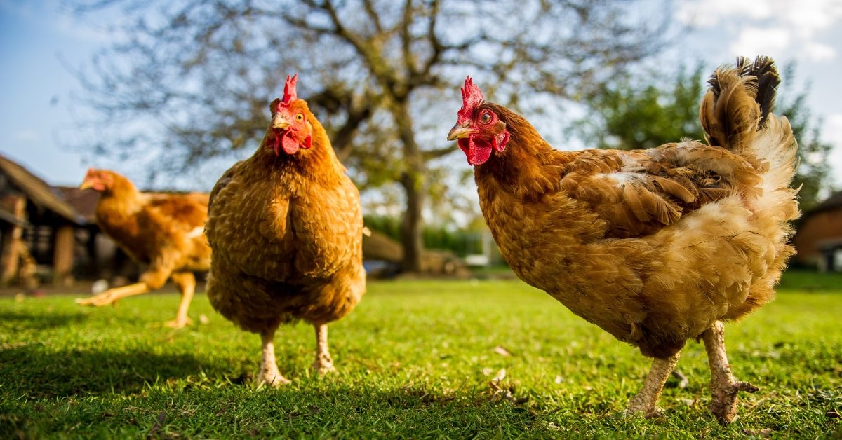 Saviez-vous que les poules communiquaient ?